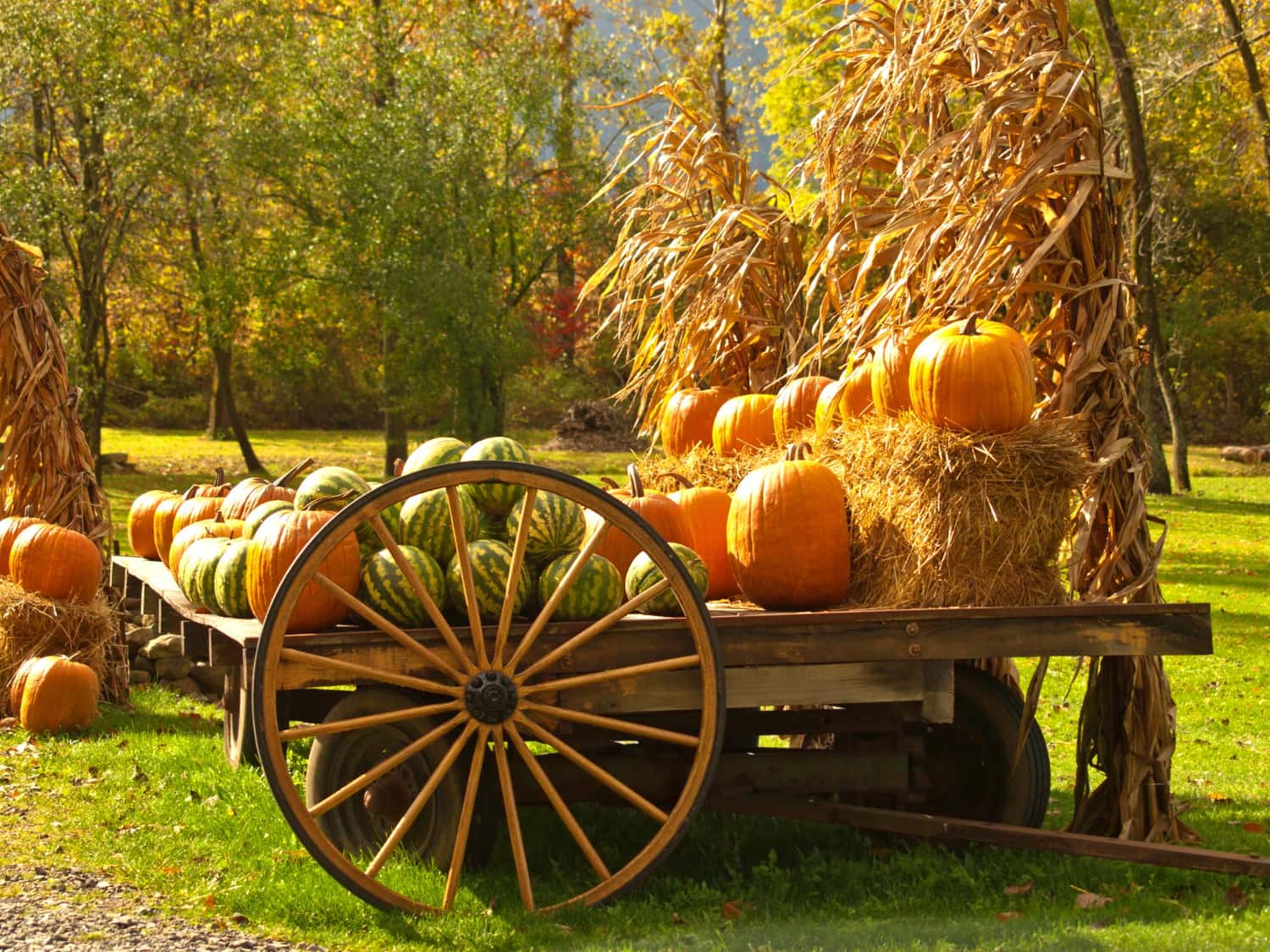 Wagon with pumpkins